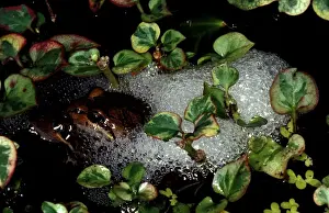 Australian Frogs Drucke: CLY03005