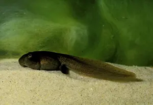 Australian Frogs Drucke: CLY03009