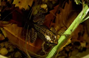 Australian Native Animals Pictures Drucke: CLY03010