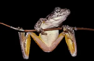 Australian Frogs Drucke: CLY03011