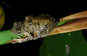 Australian Frogs Drucke: CLY03012