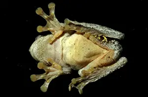 Australian Frogs Drucke: CLY03013