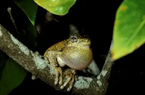 Australian Frogs Drucke: CLY03015