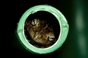Australian Frogs Drucke: CLY03016