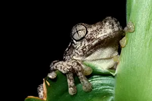 Australian Frogs Drucke: CLY03017