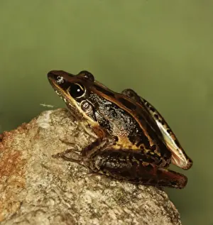 Australian Native Frogs Drucke: CLY03018