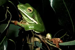 North Queensland Wildlife Drucke: CLY03019