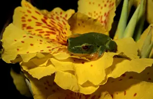 Green Tree Frog Australia Drucke: CLY03021