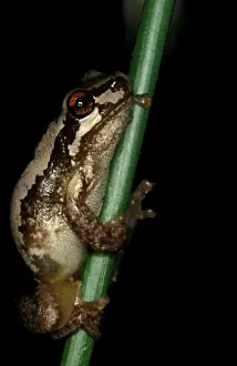 Australian Native Frogs Drucke: CLY03022