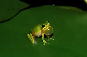 Australian Native Frogs Drucke: CLY03024