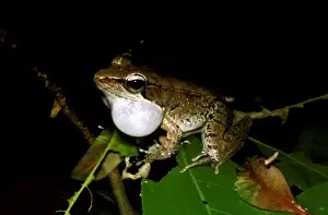 Australian Native Frogs Drucke: CLY03027