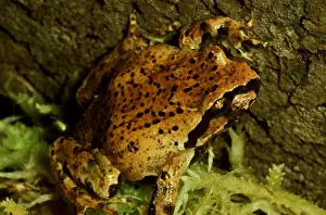 Australian Endemic Species Drucke: CLY03028