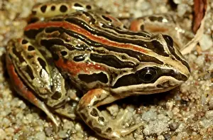 Australian Frogs Drucke: CLY03031