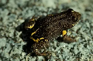 Australian Native Frogs Drucke: CLY03034