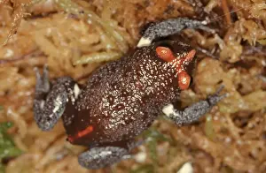Australian Native Frogs Drucke: CLY03035
