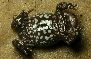 Australian Native Frogs Drucke: CLY03036