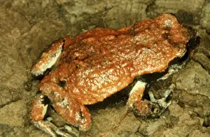 Australian Native Frogs Drucke: CLY03037