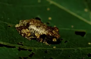 Australian Native Frogs Drucke: CLY03039
