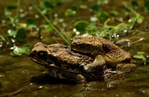 North Queensland Wildlife Drucke: CLY03040