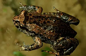 Australian Native Frogs Drucke: CLY03045
