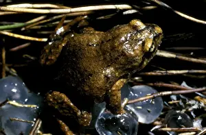 Australian Frogs Drucke: CLY03046