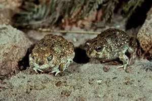 Australian Desert Animals Drucke: CLY03048