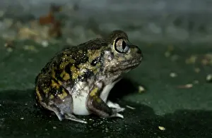 Australian Frogs Drucke: CLY03052