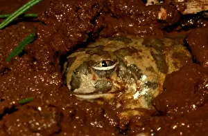 Australian Native Frogs Drucke: CLY03053