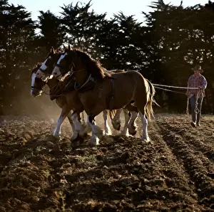 Drucke von Aus 1089 Clydesdaler Pferde ziehen eine zweifeldige Plöge Clydesdale Pferd Drucke: Klatschhufe Pferde ziehen ein zweifurchiges Plößchen in Nordwest-Tasmanien, Australien