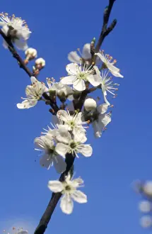 Prunus Spinosa Images Drucke: CNB-659