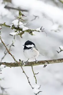 Woodland Birds Drucke: Coal Tit