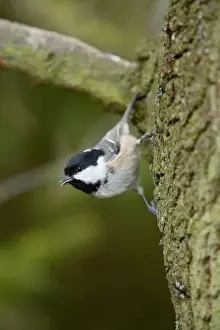 Bird On Tree Trunk Drucke: Coal Tit - on tree trunk - Cornwall - UK
