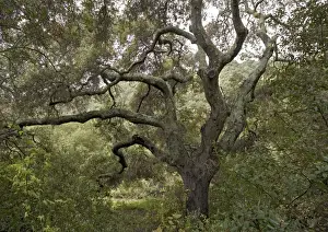 Old Deciduous Trees Drucke: Coast Live Oak