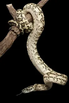 Reptile Photography Australia Drucke: Coastal Carpet Python - Mcdowelly sub-species - Australia