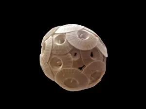 Coccolithophore