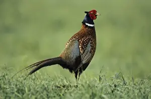 Personalized Home Decor Prints Drucke: Cock Pheasant
