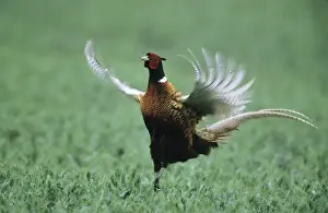 Nature Photography Artwork Drucke: Cock Pheasant - calling & displaying