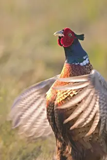 Personalized Home Decor Drucke: Cock Pheasant Displaying