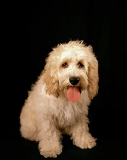 Kakadu Drucke: Kokapoohund – Kreuzung zwischen einem Cockerspanieler und einem Dachshund