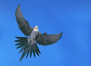 Australian Parrot Species Drucke: Cockatiel - in flight