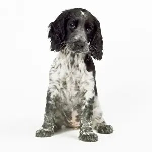 Drucke von JD-18471 HUND - Cockerspanielpuppchen von John Daniels Bitte beachten Sie, dass Drucke nur für persönliche Anzeigezwecke gedacht sind und nicht reproduziert werden dürfen Spaniel Cocker Drucke: Kocher-Spaniels Hund - Welpen