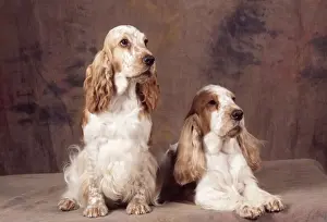 John Daniels Wildlife Photographer Drucke: Cocker Spaniel Dog - x2