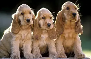 Kocher-Spanieler Hunde