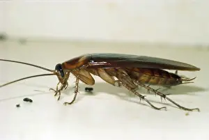 American Cockroach Drucke: Cockroach USA