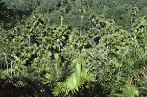 Coco De Mer Plant Drucke: Coco De Mar - Seychelles