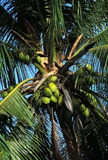 Coconut Palm Tree Photo Drucke: Coconut Tree