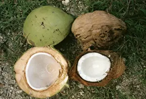 Edible Fruits Drucke: Coconuts - ripe & unripe