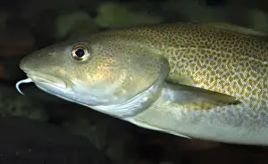 Marine Fish Drucke: Cod - North Atlantic and North Sea