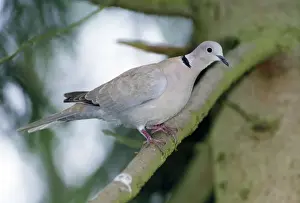 Collared Dove Drucke: Collared Dove