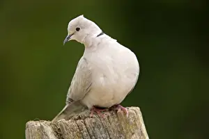 Collared Dove Drucke: Collared Dove - Cornwall - UK